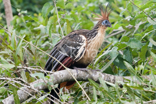 Hoatzin (Opisthocomus hoazin)