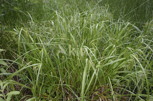 Hoge cyperzegge (Carex pseudocyperus)