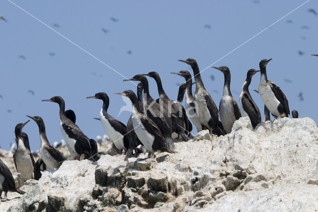 Humboldt-aalscholver (Phalacrocorax bougainvillii)