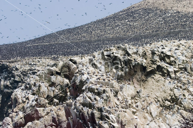 Humboldt-aalscholver (Phalacrocorax bougainvillii)