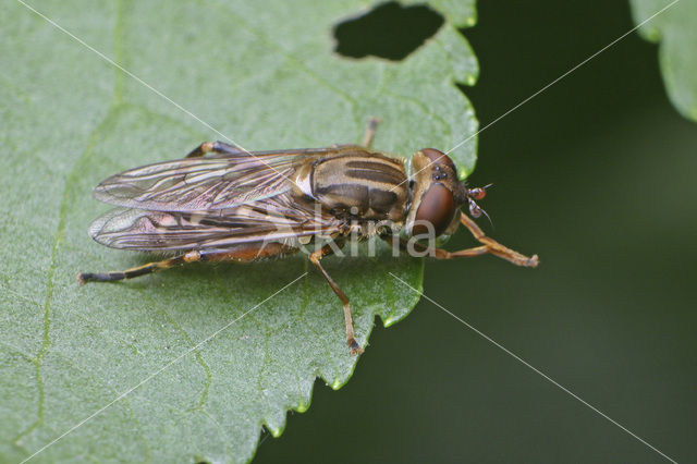 Anasimyia contracta