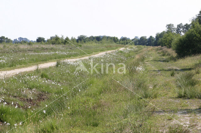 Internationaal Natuurpark Bourtanger Moor-Bargerveen