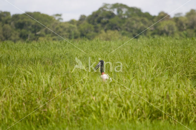 Jabiroe (Jabiru mycteria)