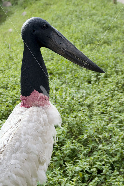 Jabiroe (Jabiru mycteria)