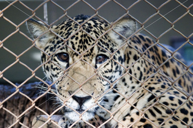 Jaguar (Panthera onca)