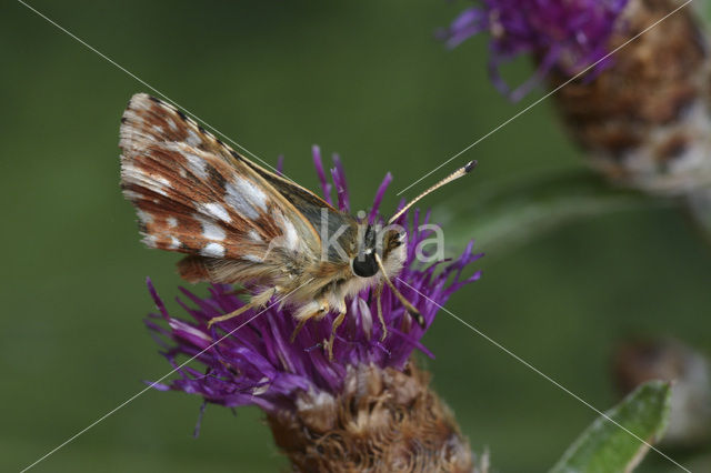 Kalkgraslanddikkopje (Spialia sertorius)