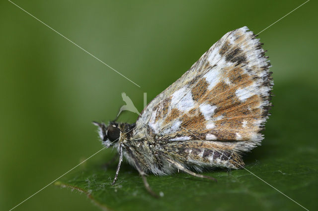 Kalkgraslanddikkopje (Spialia sertorius)