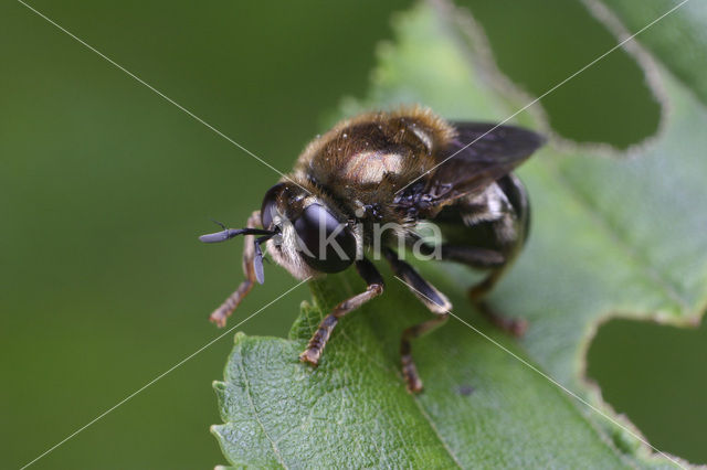 Kalkknikspriet (Microdon devius)