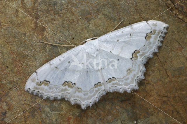 Kantstipspanner (Scopula ornata)