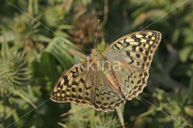 Kardinaalsmantel (Argynnis pandora)