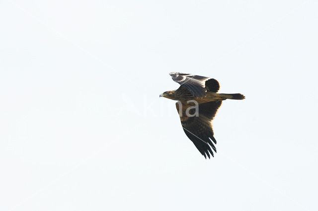 Keizerarend (Aquila heliaca)