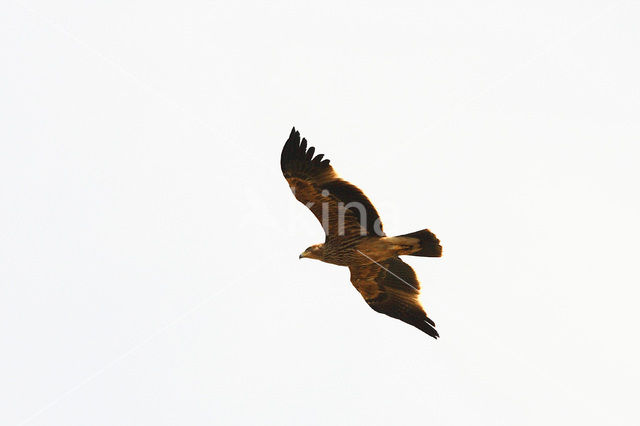 Keizerarend (Aquila heliaca)