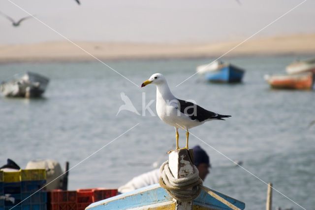 Kelpmeeuw (Larus dominicanus)