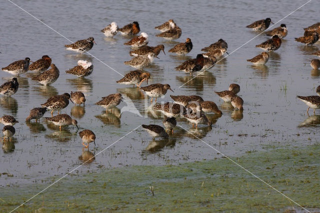 Kemphaan (Philomachus pugnax)