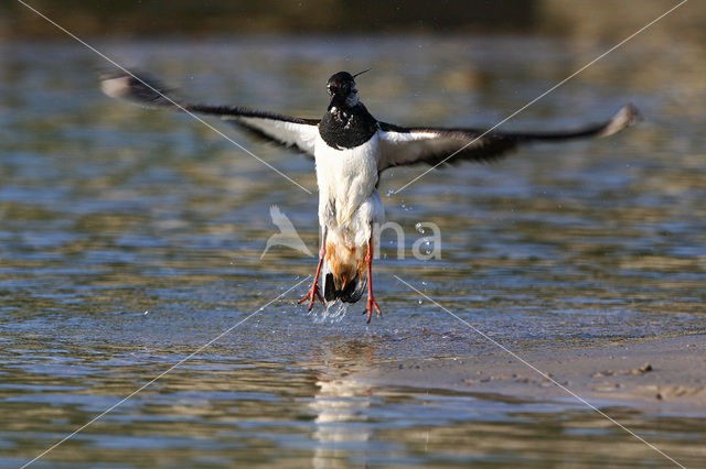 Kievit (Vanellus vanellus)