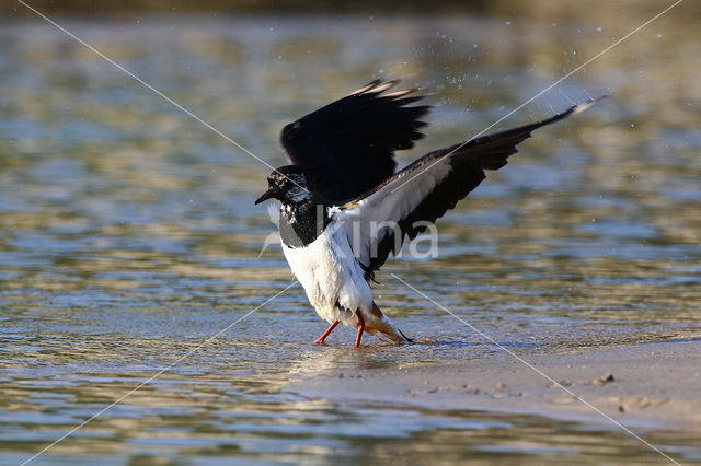 Kievit (Vanellus vanellus)