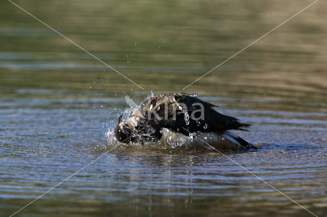 Kievit (Vanellus vanellus)