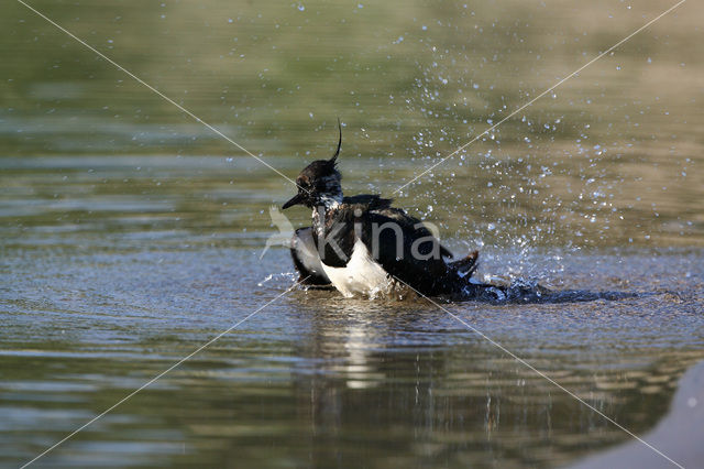 Kievit (Vanellus vanellus)