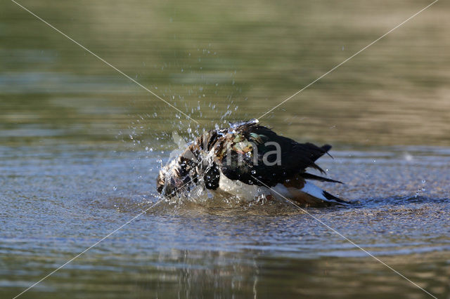 Kievit (Vanellus vanellus)