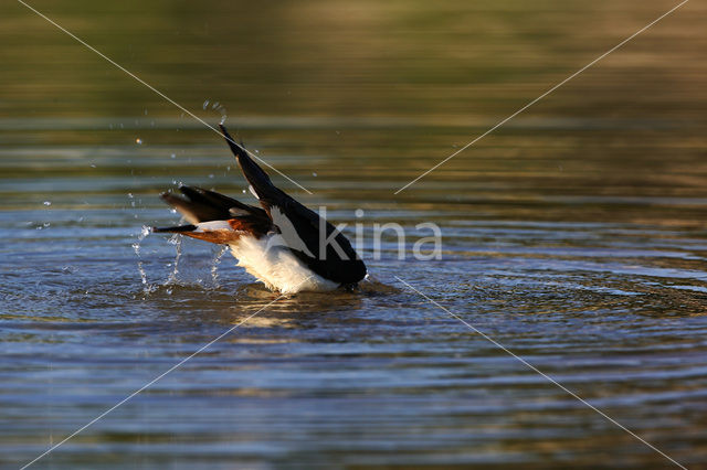 Kievit (Vanellus vanellus)