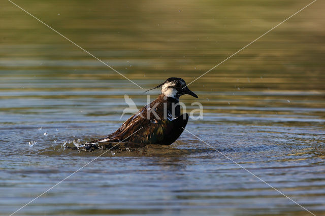 Kievit (Vanellus vanellus)