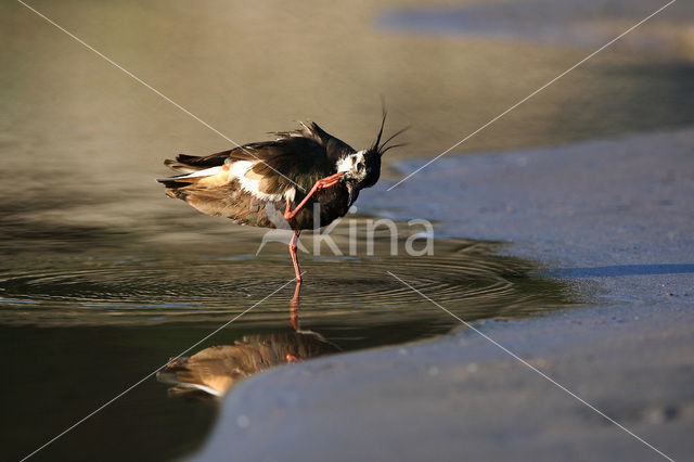 Kievit (Vanellus vanellus)