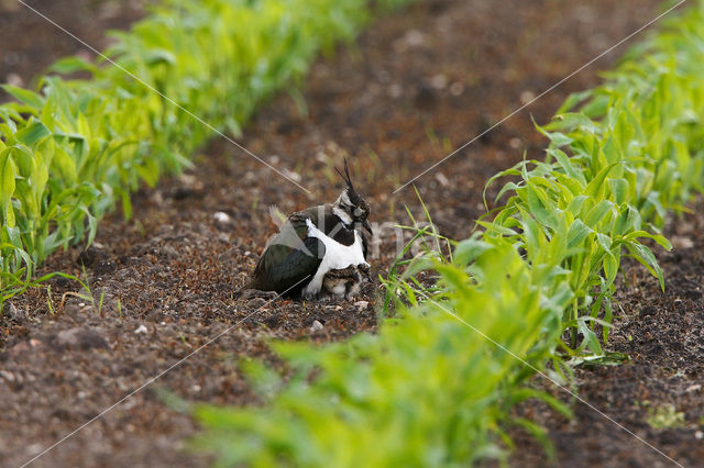 Kievit (Vanellus vanellus)