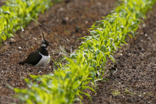 Kievit (Vanellus vanellus)