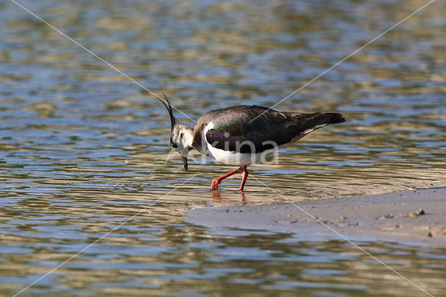 Kievit (Vanellus vanellus)