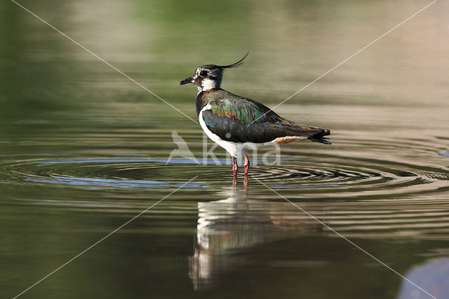 Kievit (Vanellus vanellus)