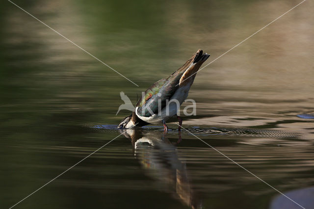 Kievit (Vanellus vanellus)