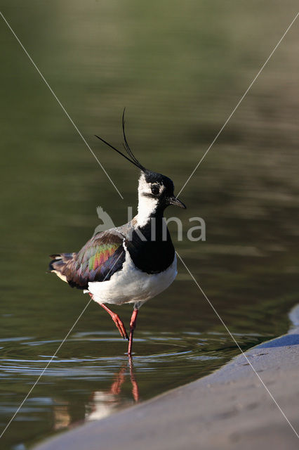 Kievit (Vanellus vanellus)