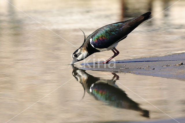 Kievit (Vanellus vanellus)