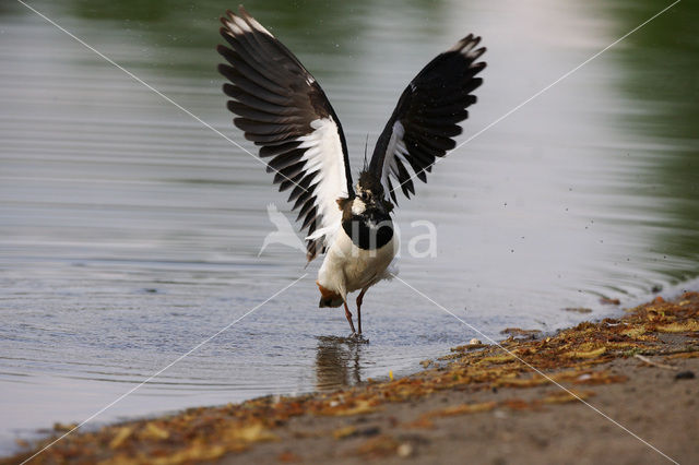 Kievit (Vanellus vanellus)