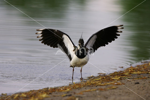 Kievit (Vanellus vanellus)