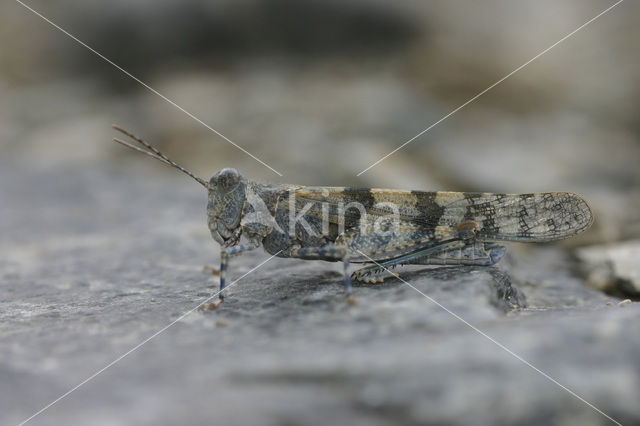 Kiezelsprinkhaan (Sphingonotus caerulans)