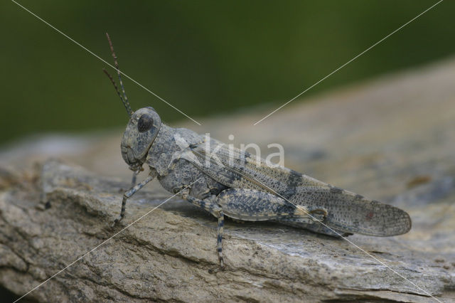 Kiezelsprinkhaan (Sphingonotus caerulans)