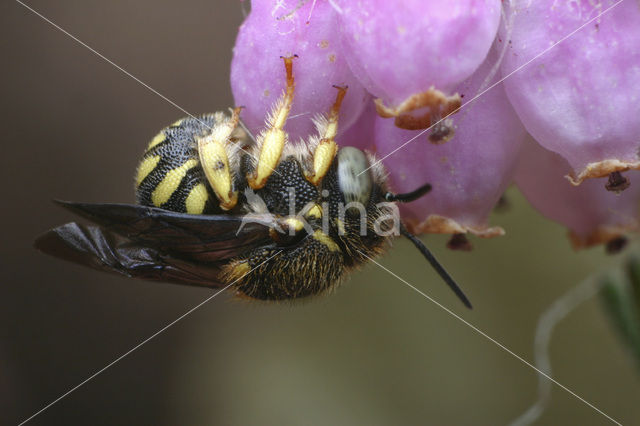 Kleine harsbij (Anthidium strigatum)