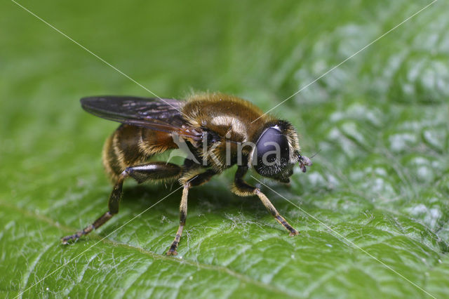 Kleine Narcisvlieg (Merodon rufus)