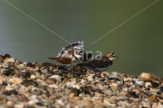 Kleine Plevier (Charadrius dubius)