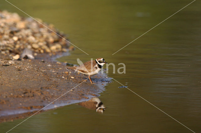 Kleine Plevier (Charadrius dubius)