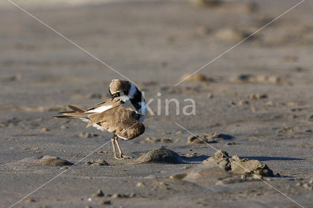 Kleine Plevier (Charadrius dubius)