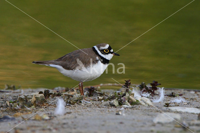 Kleine Plevier (Charadrius dubius)