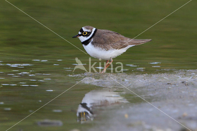 Kleine Plevier (Charadrius dubius)