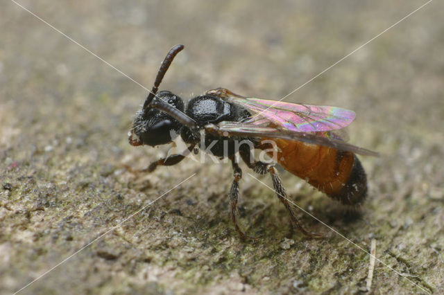 Kleine spitstandbloedbij (Sphecodes longulus)