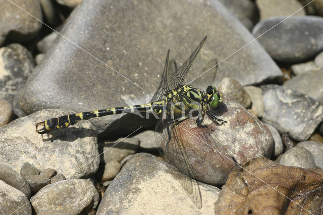 Kleine tanglibel (Onychogomphus forcipatus)