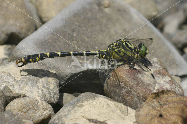 Kleine tanglibel (Onychogomphus forcipatus)