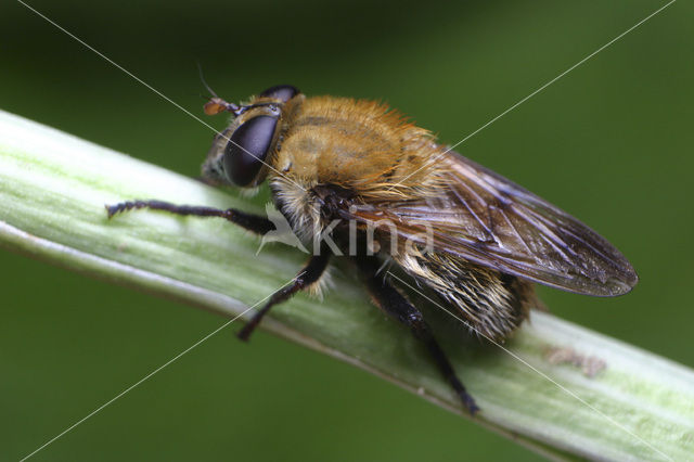 hoverfly (Criorhina berberina)