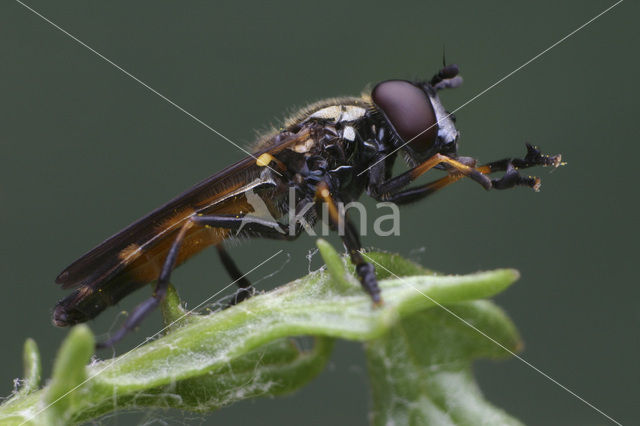 Klompvoetje (Pyrophaena granditarsa)