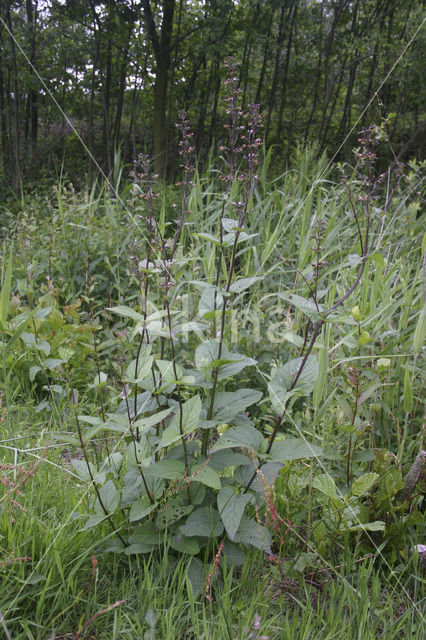 Knopig helmkruid (Scrophularia nodosa)